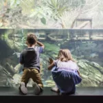 Crianças observando peixes no Shedd Aquarium em Chicago
